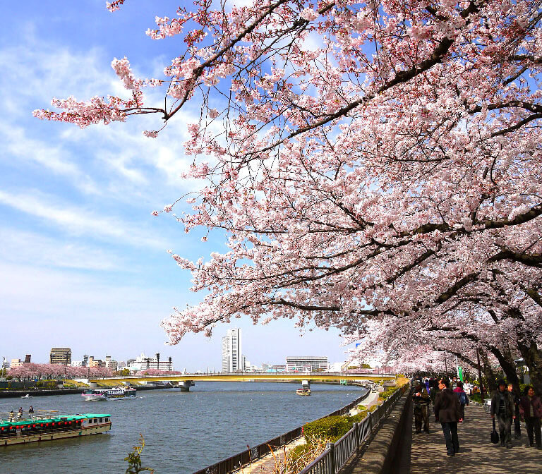 桜の景色