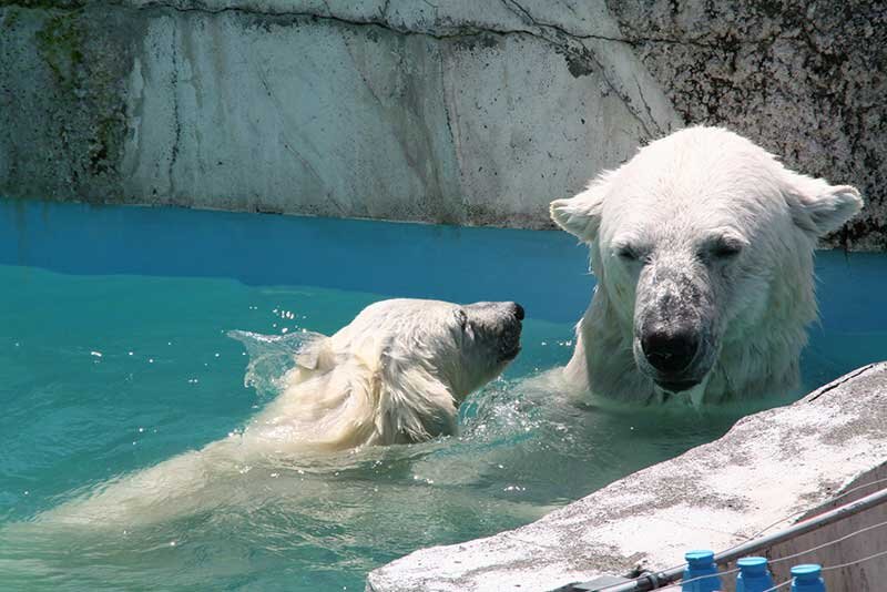 円山動物園シロクマのおやこが水浴び