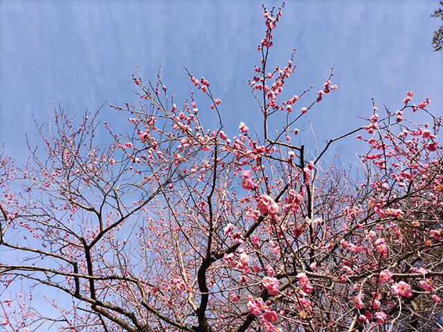 大宮公園の梅の木