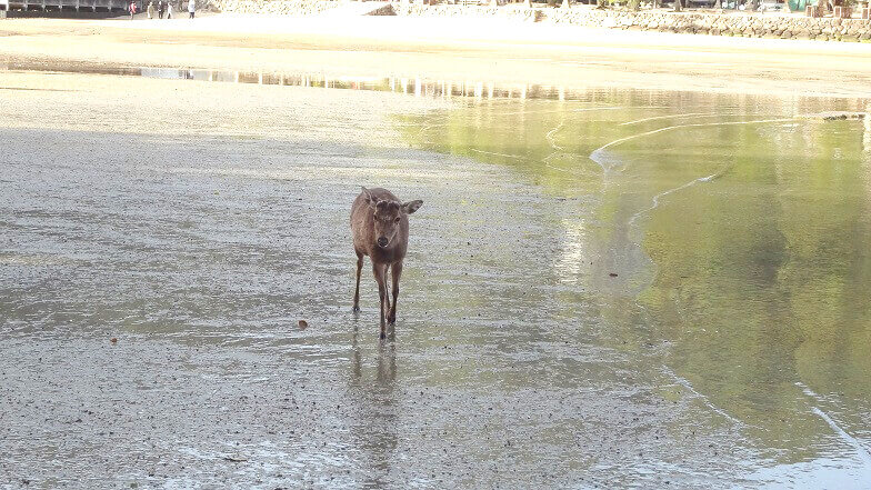 鹿が水辺を歩いている