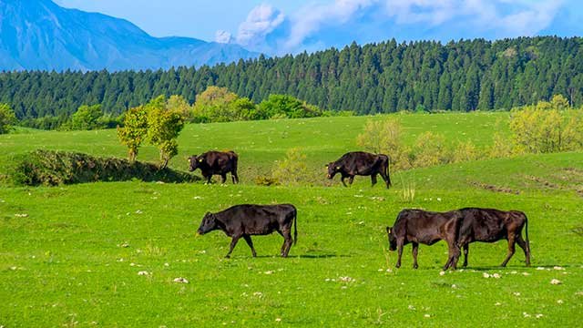 山の斜面を利用した畜産